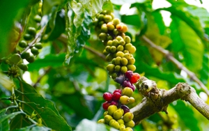 Giá cà phê ngày 15/5: Cà phê trong nước, thế giới đều bật tăng, Việt Nam xuất khẩu cà phê đạt 2,5 tỷ USD