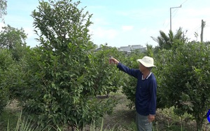 Vườn mai vàng đẹp mê tơi 10 cây ưng cả 10 ở Tiền Giang, ông nông dân thu 500 triệu/năm