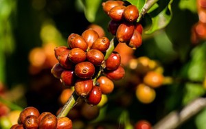 Giá cà phê ngày 13/12: Cà phê Robusta tăng cực mạnh