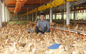 Nuôi 40.000 con gà, nông dân U70 ở Quảng Trị lãi 600 triệu/năm