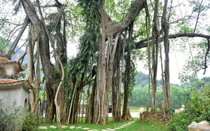 Top 6 cây cổ thụ bí ẩn nhất Việt Nam, có cây ổi 