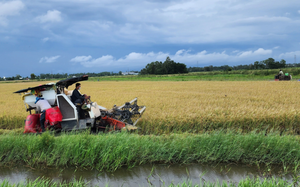 Nông dân kỳ vọng lớn vào mô hình canh tác theo chuỗi giá trị lúa gạo