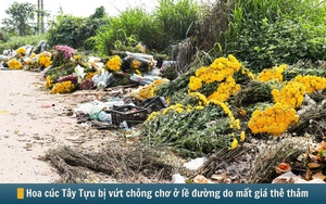 Hình ảnh báo chí 24h: Không thể tiêu thụ, hoa cúc Tây Tựu vứt chỏng chơ bên đường