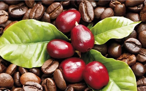 Giá cà phê ngày 15/12: Kéo dài chuỗi tăng liên tiếp, cà phê trong nước có thể lên gần 70.000 đồng/kg