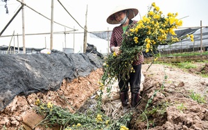 Người dân làng hoa Tây Tựu mất trắng hàng chục triệu đồng vì giá hoa rẻ mạt nhưng không có người mua