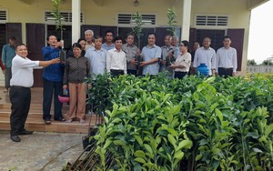 Hội Nông dân tỉnh Thừa Thiên Huế hỗ trợ cây giống bưởi da xanh cho hội viên 