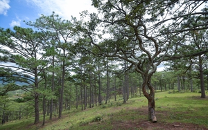  Thu dịch vụ môi trường rừng đạt 3.078,54 tỷ đồng 