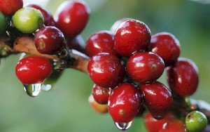 Giá cà phê ngày 16/12: Giá cà phê tăng suốt tuần, sắp cán mốc 67.000 đồng/kg