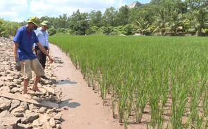 Vùng sông Cầm ở Quảng Ninh, dân đang giàu lên nhờ nuôi 2 con đặc sản đắt tiền trong ruộng lúa