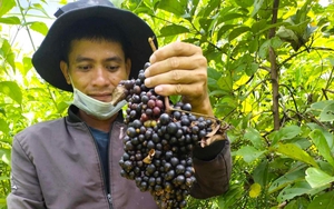 Mùa này dân ở Đắk Lắk vô rừng đi "săn" thứ quả dại chín mọng bán làm đặc sản, đó là loại quả gì?