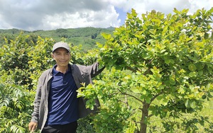 Chuyện lạ Bình Định, đem cây rừng về trồng tốt um, mỗi ngày bán lá làm rau rừng sạch, thu bộn tiền