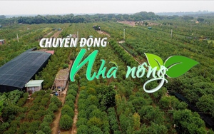 Chuyển động Nhà nông 18/12: Nhật Tân tất bật chăm sóc đào chuẩn bị cho vụ Tết