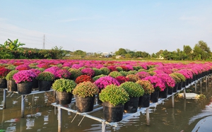 3.000 chậu cúc mâm xôi màu sắc độc, lạ ở một làng hoa nổi tiếng Đồng Tháp, dân tha hồ chụp hình