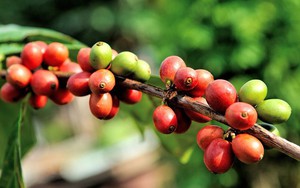Giá cà phê ngày 18/12: Trong nước giá cà phê vượt mức 67.000 đồng/kg, thị trường thế giới biến động trái chiều