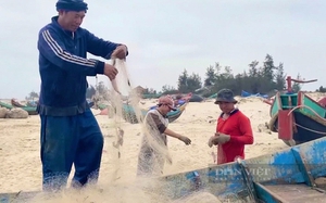 Vào mùa bắt loại cá ngon, bổ dưỡng, sao dân biển Quảng Bình vẫn lo lo điều này?