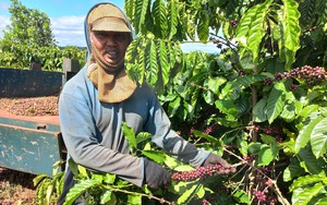 Trồng cà phê theo hướng hữu cơ, hái quả chín đỏ, được doanh nghiệp &quot;tặng&quot; thêm 3.000 đồng/kg