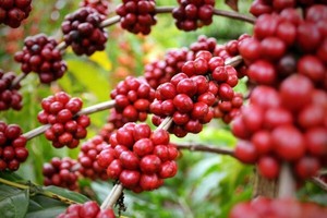 Vì sao giá cà phê tăng phi mã ngay trong mùa thu hoạch?