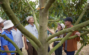 Hợp tác công tư tại Đắk Nông: Nâng tầm chất lượng xuất khẩu cho sầu riêng Việt