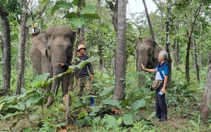 Vô một khu rừng nổi tiếng ở Đắk Lắk thấy mấy con voi rừng to, nếm cá suối, cá sông, rau rừng