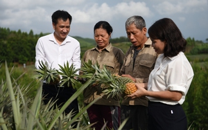 Hội Nông dân Bắc Giang là nòng cốt trong nông nghiệp hàng hóa, nâng cao chất lượng sản phẩm OCOP
