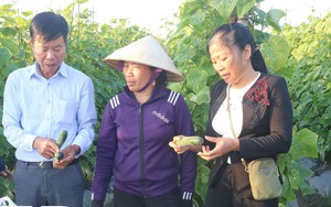 Một xã của tỉnh Thái Bình, chỉ trồng một loài cây trong vài tháng mà 1.300 hộ dân thu ngay 40 tỷ đồng