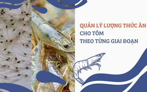 SỔ TAY NHÀ NÔNG: Quản lý lượng thức ăn cho tôm thẻ chân trắng theo từng giai đoạn