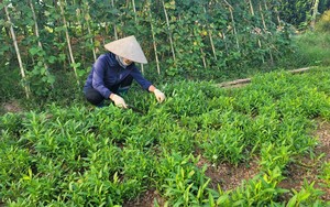Chỉ trồng đủ loại rau củ, nông dân một hợp tác xã ở Hà Nội thu 300-500 triệu đồng/năm