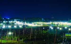 Cả làng ở Nam Định trồng thứ cây gì ngoài đồng, đêm đến bật điện sáng trưng, đẹp như phim?