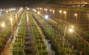 Nông dân vườn hoa lớn nhất Đà Nẵng "chong đèn" xuyên đêm vụ hoa Tết Nguyên đán