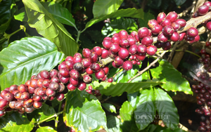 Trồng cà phê hữu cơ, hái quả chín: Chất lượng cao hơn, doanh nghiệp thích mua
