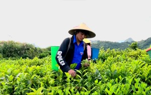 Lai Châu: Trồng chè Shan Tuyết, dân vùng này có thu nhập khá hơn