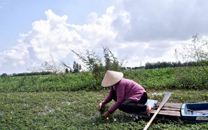 Vùng nước nổi ở Long An, thấy dân đi hái rau đồng, có thứ rau dại mọc hoang, ăn đã ngon lại khỏe người