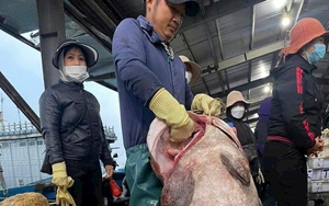 Một con cá mú khổng lồ nặng gần 70kg dính lưới, 5 ngư dân Nghệ An làm cách gì kéo lên tàu?