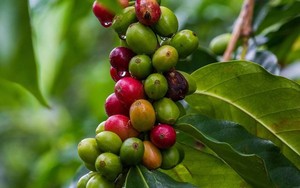 Giá cà phê ngày 21/12: Cà phê Robusta  "leo tót" lên mức giá mới cao kỷ lục