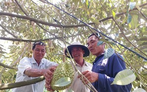 Một nơi ở Kiên Giang, nông dân "liều" trồng loại cây mới, ai ngờ hái trái bán đắt tiền, nhà nào cũng giàu