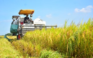 Giá gạo tăng cao, vậy nguyên nhân nào khiến doanh nghiệp ngành gạo kinh doanh vẫn èo uột?