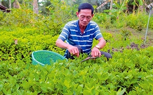 Rau dại một thời coi như thứ rau nhà nghèo, ai ngờ ông nông dân Hậu Giang hái, hễ bán là được săn đón