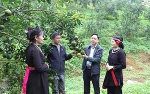 Xây dựng huyện nông thôn mới năm 2025: Quang Bình nỗ lực bứt phá