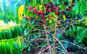 Giá cà phê nhân đạt gần 70 ngàn đồng/kg, dân Lâm Đồng “mất ăn, mất ngủ” vì nạn “cà tặc”