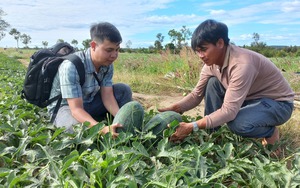 Lên vùng biên Gia Lai trồng dưa hấu, dân Bình Định vui mừng vì được mùa được giá