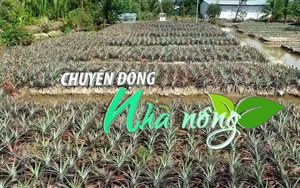 Chuyển động Nhà nông 22/12: Giá dứa Đồng Tháp Mười tăng mạnh, nông dân lãi cao