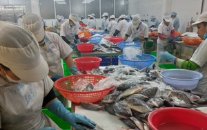 Việt Nam thu hàng trăm triệu USD mỗi năm về xuất khẩu surimi và bột cá