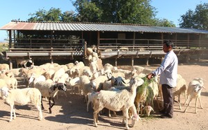 Ninh Thuận: Tuyển chọn hàng nghìn con cừu đẹp từ núi rừng xuống phố diễu hành chào năm mới 2024