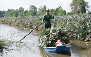 Một loại quả ngon trồng ở Long An bất ngờ tăng giá, hễ bán ra 1 kg, nông dân lời ngay 5.000 đồng