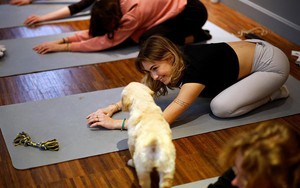 Người dân Paris tập yoga cùng cún con