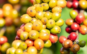 Giá cà phê ngày 24/12: Trong nước, cà phê có một tuần tăng giá, 2 sàn giao dịch quốc tế giảm