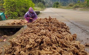 Nông dân Quảng Trị vui mừng vì giá gừng cao kỷ lục