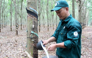 Gần 84.000 lao động ngành cao su vẫn duy trì thu nhập 8,24 triệu đồng/tháng 