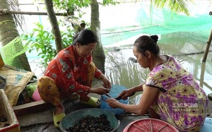 Trên dòng sông Cái ở Kiên Giang có một nông dân nuôi cá lóc trong vèo, 25 năm rồi, năm nào cũng lãi