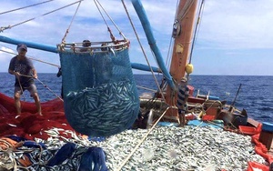 Trúng mẻ cá đỏ củ trị giá 300 triệu, mùa biển động ngư dân Quảng Bình ra khơi thắng đậm